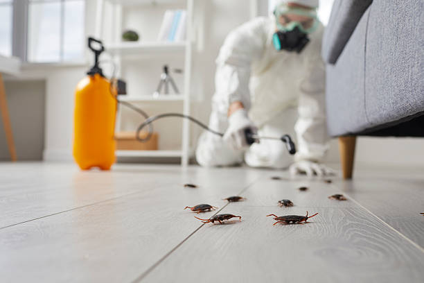 Commercial Rodent Management in Lindsay